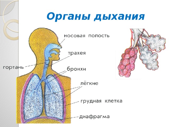 Как мы дышим 3 класс естествознание. Как мы дышим. Как дышит человек. Как мы дышим презентация для дошкольников. Как мы дышим 3 класс.