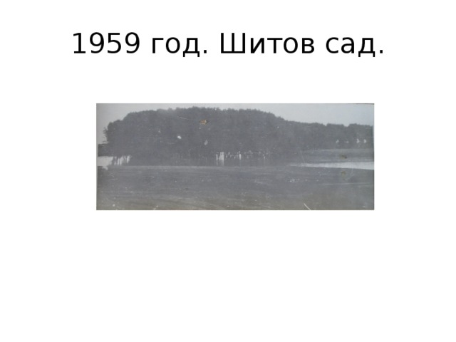 1959 год. Шитов сад. 