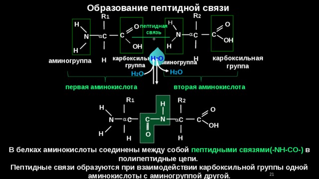 Образование пептидной связи R 2 R 1 H H O O пептидная связь C N  C C C N  + OH H OH H карбоксильная группа H 2 O H карбоксильная группа H аминогруппа аминогруппа H 2 O H 2 O первая аминокислота вторая аминокислота R 1 R 2 H H O N C C N C C   OH H O H H В белках аминокислоты соединены между собой пептидными связями(-NH-CO-) в полипептидные цепи. Пептидные связи образуются при взаимодействии карбоксильной группы одной аминокислоты с аминогруппой другой. 21 