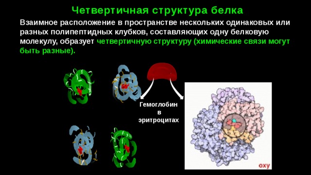 Четвертичная структура белка Взаимное расположение в пространстве нескольких одинаковых или разных полипептидных клубков, составляющих одну белковую молекулу, образует четвертичную структуру (химические связи могут быть разные). Гемоглобин в эритроцитах 24 