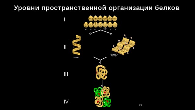 Уровни пространственной организации белков I II III IV 24 