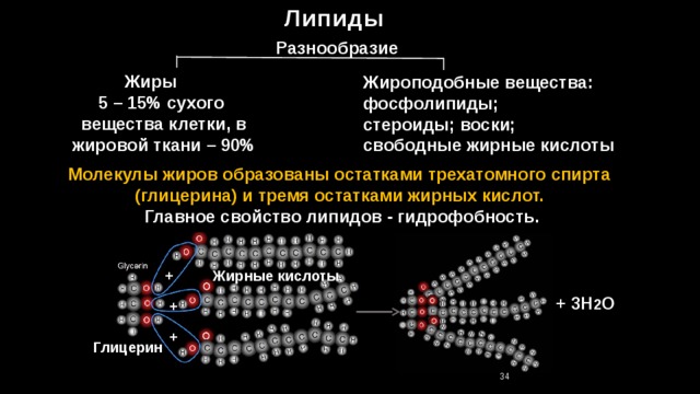 Липиды Разнообразие  Жиры 5 – 15% сухого вещества клетки, в жировой ткани – 90% Жироподобные вещества: фосфолипиды; стероиды; воски; свободные жирные кислоты Молекулы жиров образованы остатками трехатомного спирта (глицерина) и тремя остатками жирных кислот.  Главное свойство липидов - гидрофобность. + Жирные кислоты + 3H 2 O + + Глицерин 34 