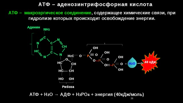 АТФ – аденозинтрифосфорная кислота АТФ – макроэргическое соединение , содержащее химические связи, при гидролизе которых происходит освобождение энергии. Аденин NH 2  C N C N CH OH HC C OH N O P H 2 C O N OH O O ~ O P 40 кДж HC  H 3 PO 4 H 2 O O CH + ~ O OH P OH CH HC HO OH Рибоза АТФ + H 2 O → АДФ + H 3 PO 4 + энергия (40кДж/моль) 36 