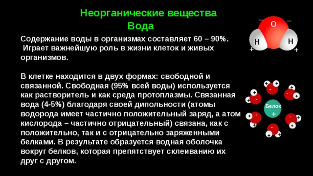 Неорганические вещества _ _ Вода О Содержание воды в организмах составляет 60 – 90%.  Играет важнейшую роль в жизни клеток и живых организмов.  В клетке находится в двух формах: свободной и связанной. Свободная (95% всей воды) используется как растворитель и как среда протоплазмы. Связанная вода (4-5%) благодаря своей дипольности (атомы водорода имеет частично положительный заряд, а атом кислорода – частично отрицательный) связана, как с положительно, так и с отрицательно заряженными белками. В результате образуется водная оболочка вокруг белков, которая препятствует склеиванию их друг с другом. H Н + +   + + + -  - + -  + - + Белок + - + - + + + - + + 