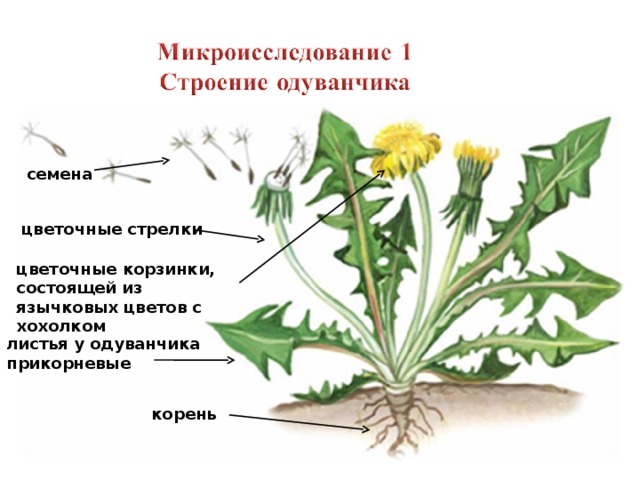 семена цветочные стрелки цветочные корзинки, состоящей из язычковых цветов с хохолком листья у одуванчика прикорневые корень 