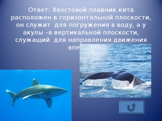   Ответ: Хвостовой плавник кита расположен в горизонтальной плоскости, он служит для погружения в воду, а у акулы –в вертикальной плоскости, служащий для направления движения вперёд.   