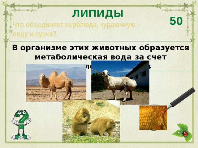 ЛИПИДЫ 50 Что объединяет верблюда, курдючную овцу и сурка? В организме этих животных образуется метаболическая вода за счет расщепления липидов 