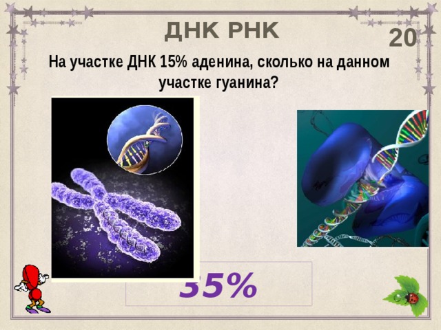 ДНК РНК 20 На участке ДНК 15% аденина, сколько на данном участке гуанина? 35% 