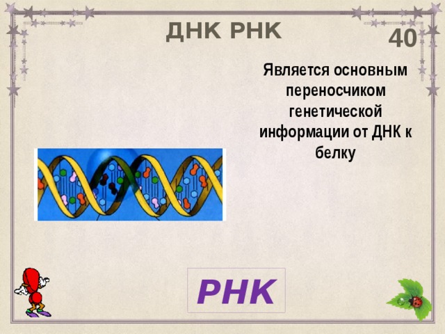 ДНК РНК 40 Является основным переносчиком генетической информации от ДНК к белку РНК 