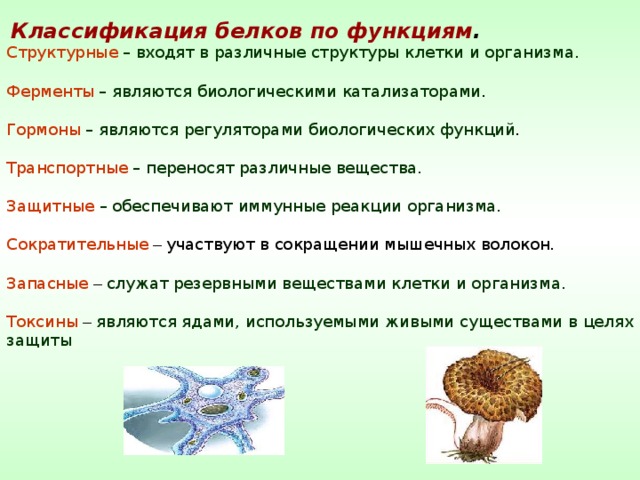 Биология тест белки. Классификация белков по функциям. Классификация и биологические функции белков. Классификация белков по выполняеммым функция м. Функциональная классификация белков.