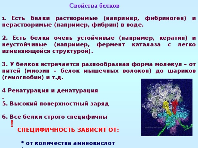 Проект на тему белки 10 класс