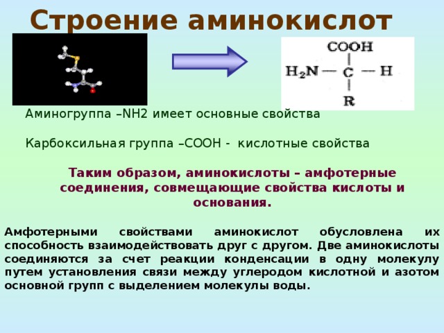 Строение аминокислот. Аминогруппа аминокислот. Строение молекулы аминокислоты.