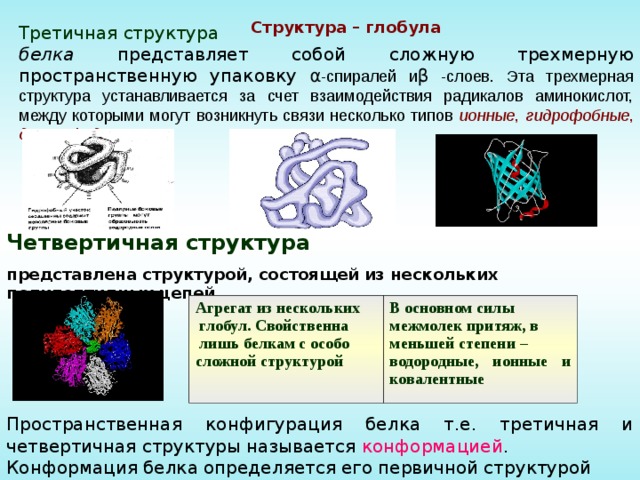 Перечислите какие аминокислоты представлены на рисунке третичной структуры белка