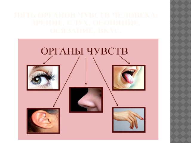 5 органов. Пять органов чувств. 5 Органов чувств человека. Развивать органы чувств. Наименее развитые органы чувств.