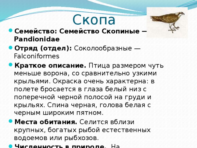 Скопа Семейство: Семейство Скопиные — Pandionidae Отряд (отдел):  Соколообразные — Falconiformes Краткое описание.  Птица размером чуть меньше ворона, со сравнительно узкими крыльями. Окраска очень характерна: в полете бросается в глаза белый низ с поперечной черной полосой на груди и крыльях. Спина черная, голова белая с черным широким пятном. Места обитания.  Селится вблизи крупных, богатых рыбой естественных водоемов или рыбхозов. Численность в природе.   На Смоленщине 3—5 пар. 