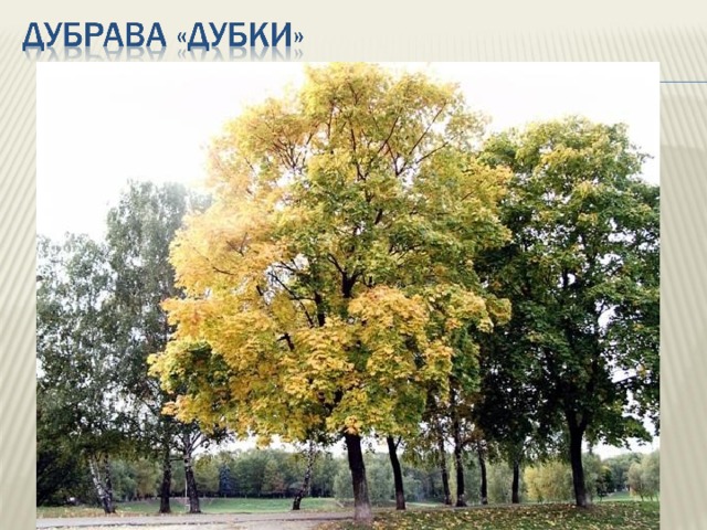 Как называется дубки. Клён-парк Самара. Дерево Самара фото.