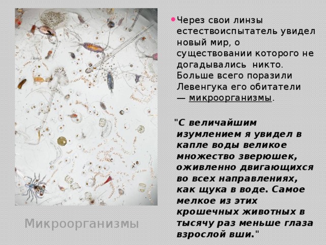 Через свои линзы естествоиспытатель увидел новый мир, о существовании которого не догадывались никто. Больше всего поразили Левенгука его обитатели —  микроорганизмы .   
