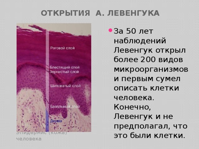 Открытия А. Левенгука За 50 лет наблюдений Левенгук открыл более 200 видов микроорганизмов и первым сумел описать клетки человека. Конечно, Левенгук и не предполагал, что это были клетки. Эпидермис (кожа) человека 
