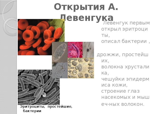 Кто открыл мир бактерий и простейших