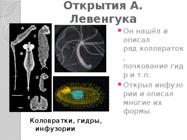Открытия А. Левенгука Он нашёл и описал ряд коловраток, почкование гидр и т.п.  Открыл инфузории и описал многие их формы. Коловратки, гидры, инфузории 