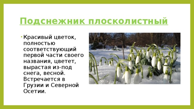 Подснежник плосколистный Красивый цветок, полностью соответствующий первой части своего названия, цветет, вырастая из-под снега, весной. Встречается в Грузии и Северной Осетии. 