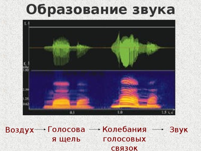 Образование звука Колебания голосовых связок Голосовая щель Звук Воздух 