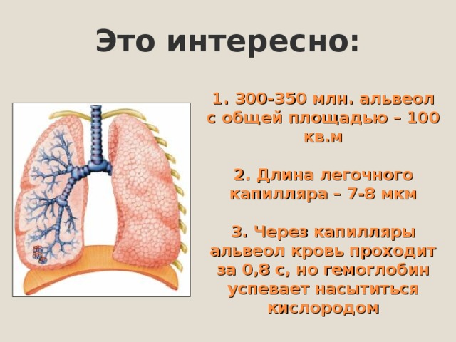 Это интересно: 1. 300-350 млн. альвеол с общей площадью – 100 кв.м   2. Длина легочного капилляра – 7-8 мкм   3. Через капилляры альвеол кровь проходит за 0,8 с, но гемоглобин успевает насытиться кислородом 