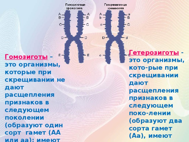 Гетерозиготный вид генотипа