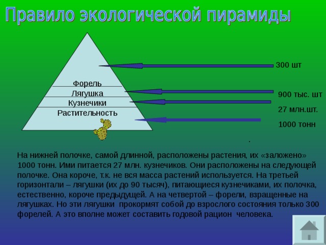 Правило экологической пирамиды. Годовой рацион человека. Экологическая пирамида с человеком и форелью. Пирамида экологичности видов топлива. Это находится ниже всех в экологической пирамиде растения 3 класс.