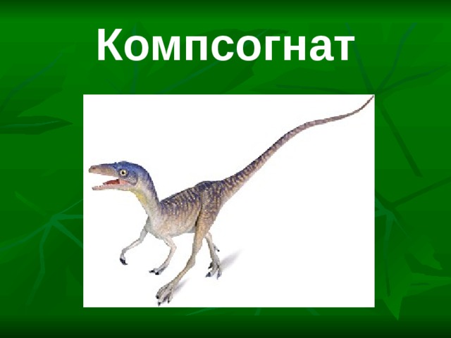 Компсогнат 