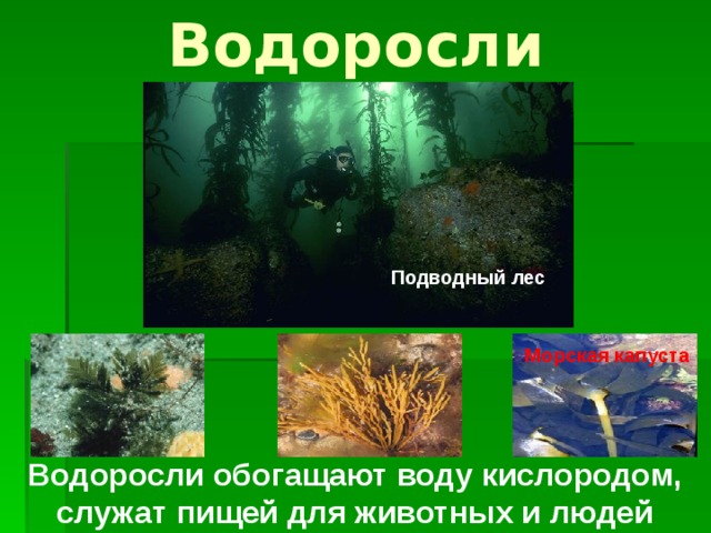 Водоросли Подводный лес Морская капуста Водоросли обогащают воду кислородом, служат пищей для животных и людей 