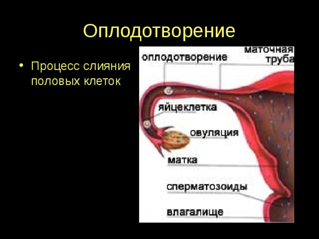 Оплодотворение Процесс слияния половых клеток 