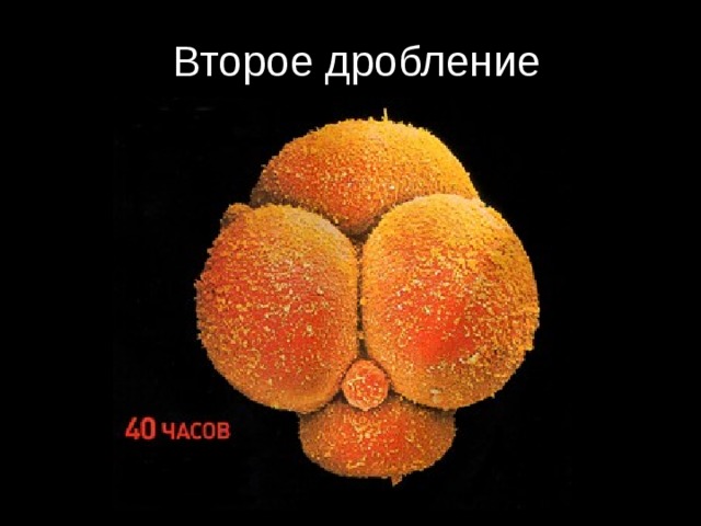 Второе дробление 
