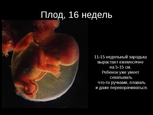 Плод, 16 недель 11-15 недельный зародыш вырастает ежемесячно на 5-15 см. Ребенок уже умеет схватывать  что-то ручками, плавать  и даже переворачиваться. 