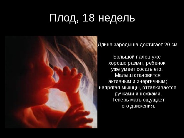 Плод, 18 недель Длина зародыша достигает 20 см Большой палец уже хорошо развит, ребенок уже умеет сосать его. Малыш становится  активным и энергичным; напрягая мышцы, отталкивается  ручками и ножками.  Теперь мать ощущает  его движения. 