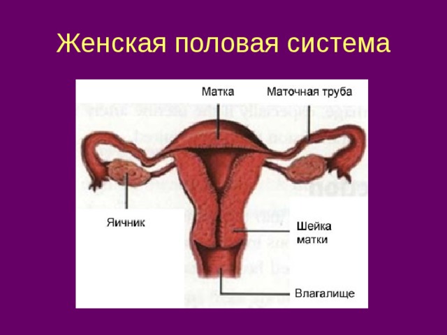 Женская половая система 