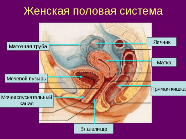 Женская половая система Яичник Маточная труба Матка Мочевой пузырь Прямая кишка Мочеиспускательный канал Влагалище 