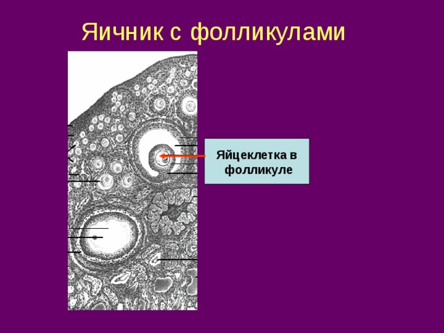 Яичник с фолликулами Яйцеклетка в  фолликуле 