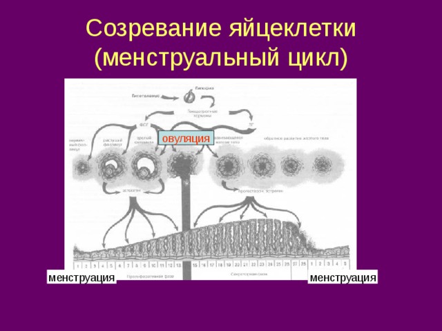 Созревание яйцеклетки  (менструальный цикл) овуляция 