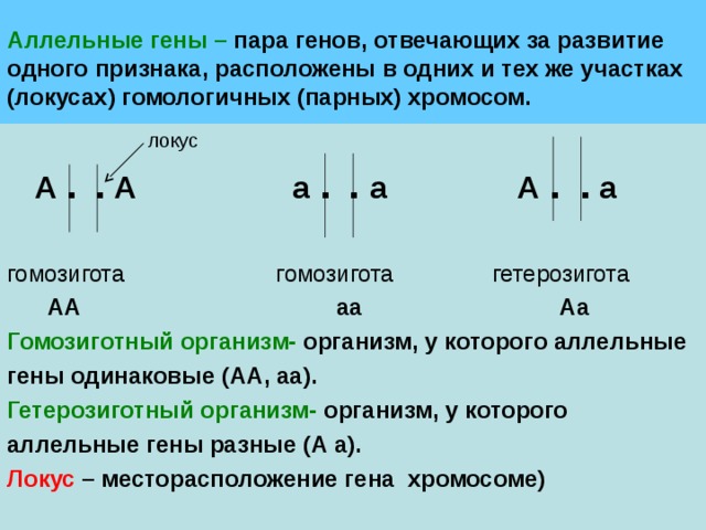 Гены находящиеся в разных парах. Аллельные гены. Аллель и аллельные гены. Аллельные гены определяют. Гены, расположенные в одной паре гомологичных хромосом.