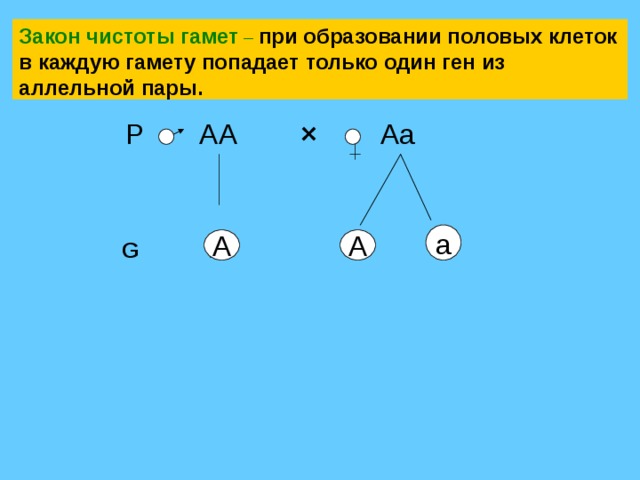 Закон чистоты гамет схема