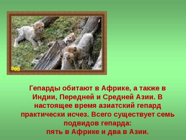 Гепарды обитают в Африке, а также в Индии, Передней и Средней Азии. В настоящее время азиатский гепард практически исчез. Всего существует семь подвидов гепарда:  пять в Африке и два в Азии. 