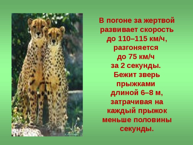 В погоне за жертвой развивает скорость до 110–115 км/ч, разгоняется  до 75 км/ч  за 2 секунды.  Бежит зверь прыжками  длиной 6–8 м, затрачивая на каждый прыжок меньше половины секунды. 