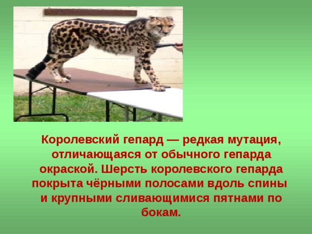 Королевский гепард — редкая мутация, отличающаяся от обычного гепарда окраской. Шерсть королевского гепарда покрыта чёрными полосами вдоль спины  и крупными сливающимися пятнами по бокам.   