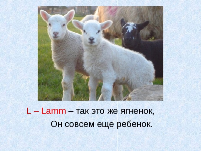 L  – Lamm  – так это же ягненок,  Он совсем еще ребенок. 