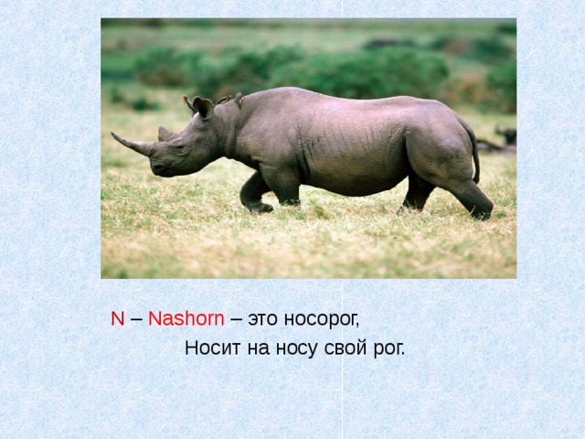 N  – Nashorn – это носорог,  Носит на носу свой рог.   