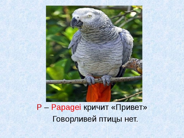Р – Papagei  кричит «Привет»  Говорливей птицы нет. 