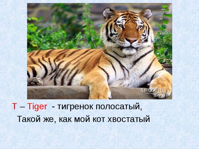 Т – Tiger  - тигренок полосатый,  Такой же, как мой кот хвостатый 