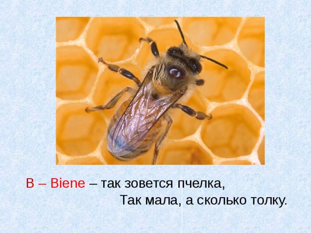 В – Biene  – так зовется пчелка, Так мала, а сколько толку. 