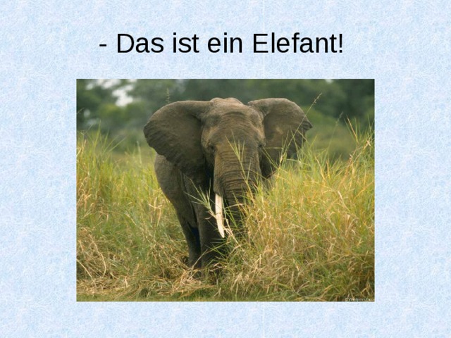 - Das ist ein Elefant! 